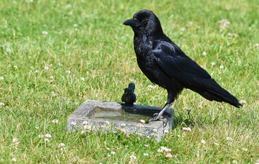 Rabe an der Vogeltränke