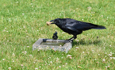 Rabe an der Vogeltränke