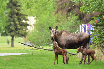 Fototapeta premium Alaska moose calves cavorting on a playground while mother moose watches carefully.