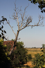 Summer rural background with the old tree without leaves