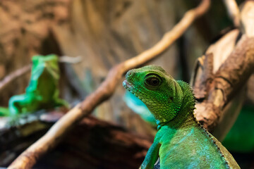 Fototapeta premium Common name of vertebrate animals that can change color according to the emotions they want to express from the Chamaeleonidae family of the class of reptiles. green chameleon. side facing chameleon