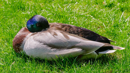 Duck hiding its bill under its wing