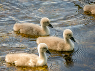 3 Baby Swans swimming in a calm pond