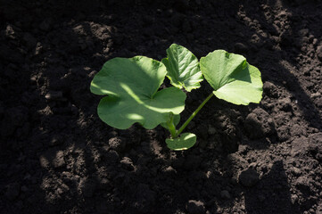 Young pumpkin seedlings in the garden