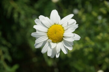 Fototapeta premium little cute daisy in the park in summer