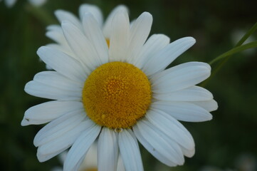 little cute daisy in the park in summer