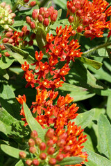 An orange-red form of butterfly weed (Asclepias tuberosa) grown from the seed mix 'Gay Butterflies'