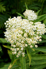 Vertical closeup of the white flowers of 'Ice Ballet' swamp milkweed (Asclepias incarnata 'Ice...