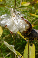 Vertical image of the seeds of common milkweed (Asclepias syriaca) emerging from the newly opened seedpod