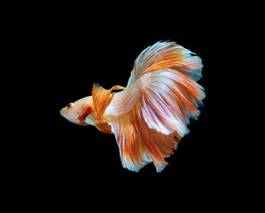 Orange and white color dragon siamese fighting fish, betta fish isolated on black background. Capture the moving moment of crown tail siamese fighting fish, Betta splendens.in Thailand.