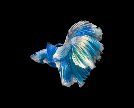 Blue and white dragon siamese fighting fish, betta fish isolated on black background. Capture the moving moment of crown tail siamese fighting fish, Betta splendens.in Thailand.