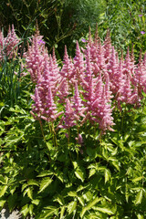 'Vision in Pink' Chinese astilbe (Astilbe chinensis 'Vision in Pink') in flower in a garden setting