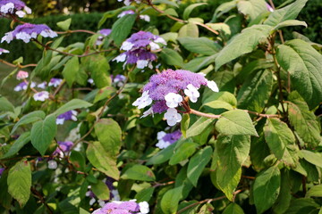 Hydrangea Sargentiana