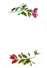 Flowers composition. Wreath made leaves on white background. Spring concept. Flat lay, top view, copy space