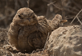 Closeup of Egyptian Nightjar, Bahrain