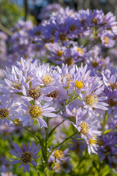 Vertical image of the lavender-purple, fall flowers of Tatarian aster (Aster tataricus)