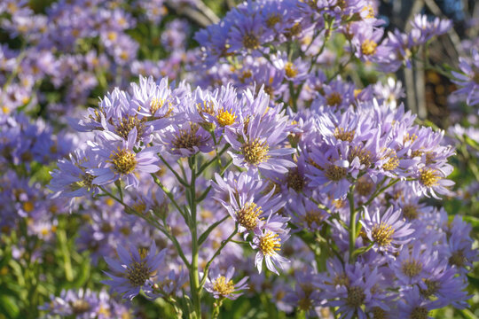 Horizontal image of the lavender-purple, fall flowers of Tatarian aster (Aster tataricus)