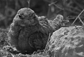 Portrait of Egyptian Nightjar