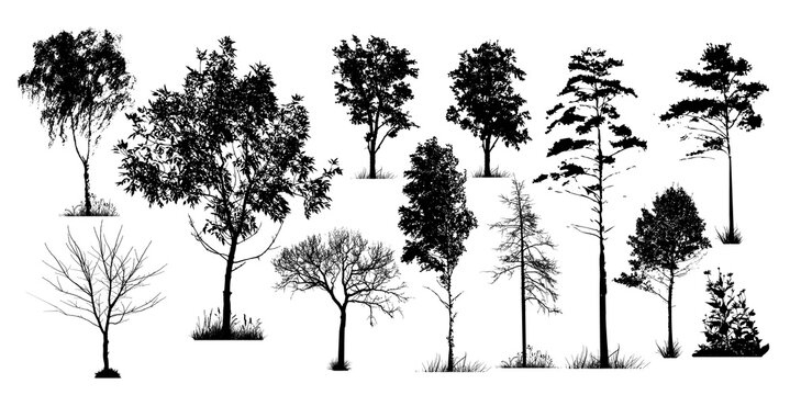 A set of silhouettes of trees. Vector illustration