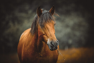 Obraz premium Horses on a pasture. Bieszczady mountains, Poland. The Hucul or Carpathian is a pony/small horse breed originally from the Carpathian Mountains.
