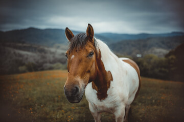 Fototapeta na wymiar Horses on a pasture. Bieszczady mountains, Poland. The Hucul or Carpathian is a pony/small horse breed originally from the Carpathian Mountains.