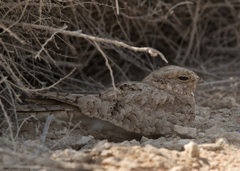 Egyptian Nightjar at Hamala, Bahrain