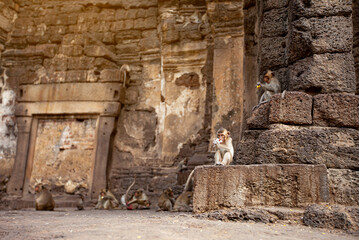 Lopburi Thailand. Monkey ( Crab-eating or Long-tailed macaque ) in Prang Sam Yot temple. Khmer ancient Buddhist pagoda ruins are famous thai tourist travel destination.