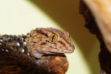 portrait of the thick-toed gecko sitting on a branch