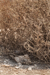 Fototapeta na wymiar Egyptian Nightjar in bushes, Bahrain