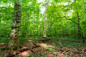 Deep dark green forest somewhere in Alabama