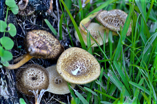 Mushrooms On Tree Stemp