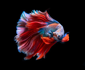Fototapeta premium Beautiful red and blue siamese fighting fish, betta fish isolated on Black background.Crown tail Betta in Thailand.