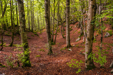 Magical and lush forest on the rise. Mount Aizkorri 1523 meters, the highest in Guipuzcoa. Basque Country. Ascent through San Adrian and return through the Oltza fields