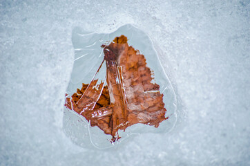 autumn leaf stuck behind ice