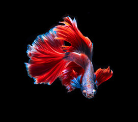 Beautiful red and blue siamese fighting fish, betta fish isolated on Black background.Crown tail Betta in Thailand.