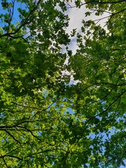 Fototapeta premium Net of leaves