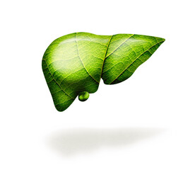 Green liver with leaf texture on white isolated background. Healthy liver. Concept