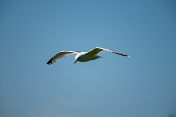 A closeup shot of a seagull flying across the frame against blue sky in the background.