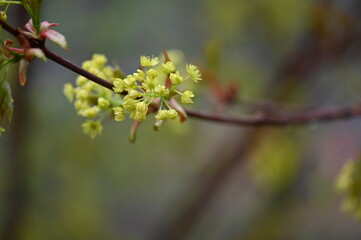 Obraz premium blooming cherry tree