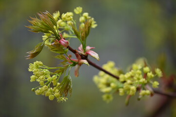 branch of a tree with buds
