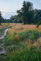 path in the woods among the trees