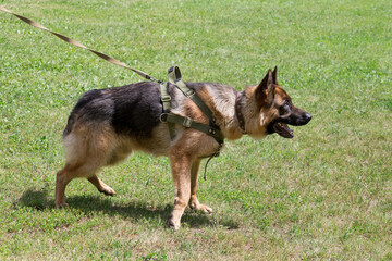 Cute german shepherd dog puppy is standing on a green grass in the sping park. Pet animals.