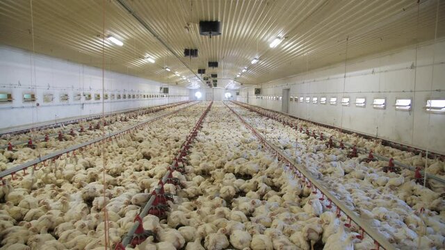 Poultry farm. Chickens for fattening on a modern poultry farm. Lots of chickens in the hangar. Feed and drink chickens. Modern agriculture.