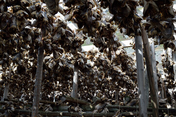 big wooden stockfish strucutre full of cod and other fish hanging to dry in summer in northern norway