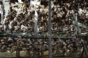 big wooden stockfish strucutre full of cod and other fish hanging to dry in summer in northern norway