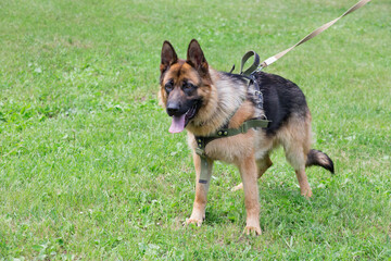 German shepherd dog puppy is standing on a green grass in the sping park. Pet animals.