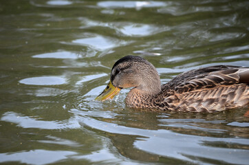 mallard duck looking for food in pond water close up