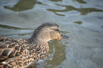 vibrant mallard duck