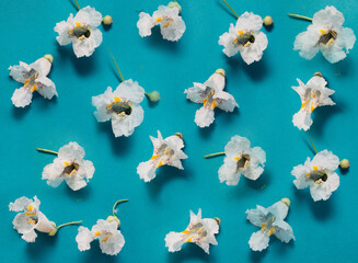 flower arrangement. pattern of white flowers on a blue background. Flatley, the concept of summer or spring,
