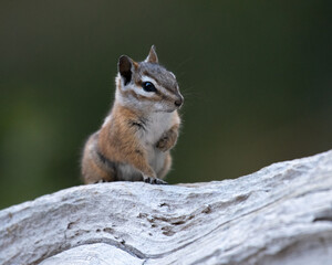 Palmer's Chipmunk, an endemic species to the Spring Mountains near Las Vegas.